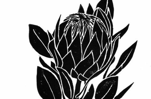 Protea