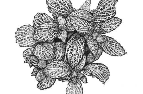 Fittonia and Nerves