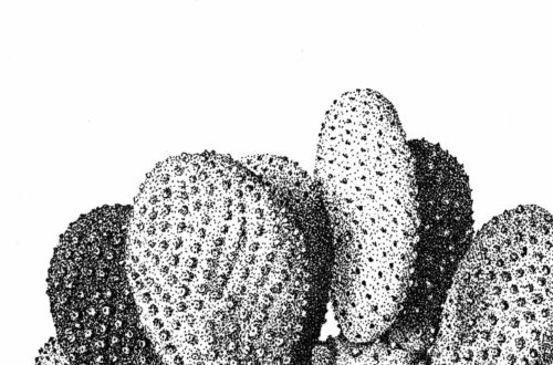 Opuntia Microdasys