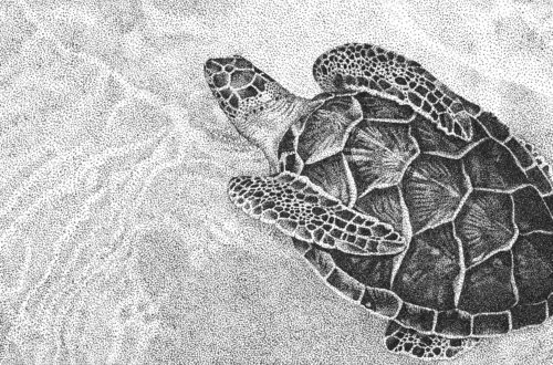 Tortue