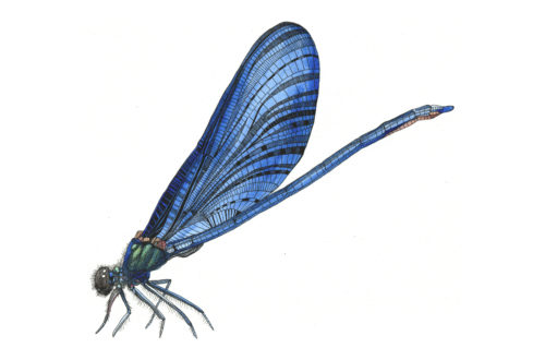 Blue Dragonfly