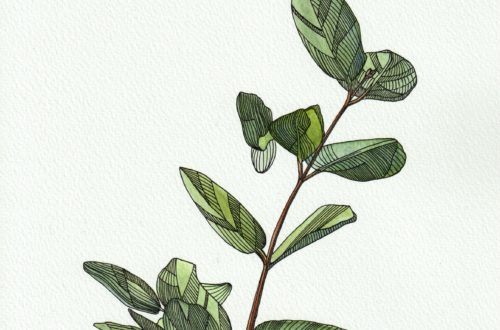Branche d’eucalyptus