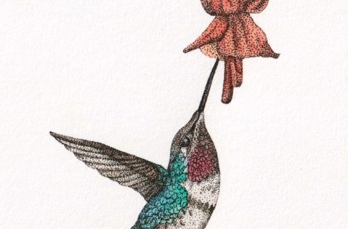 Colibri