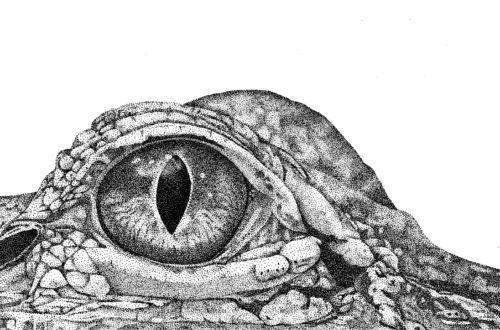 Cocodrilo